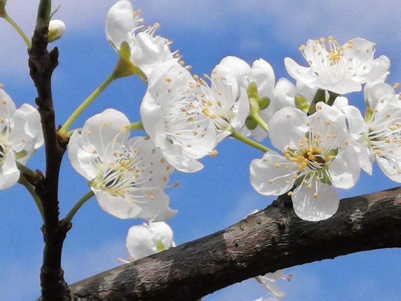 蜂糖李