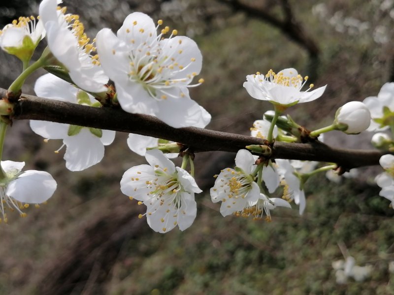 蜂糖李