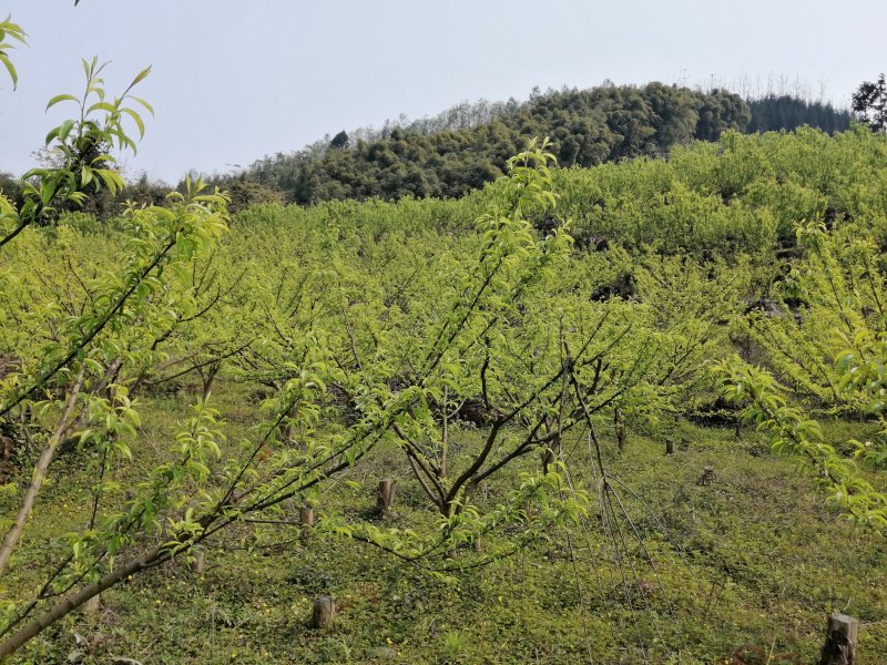 蜂糖李