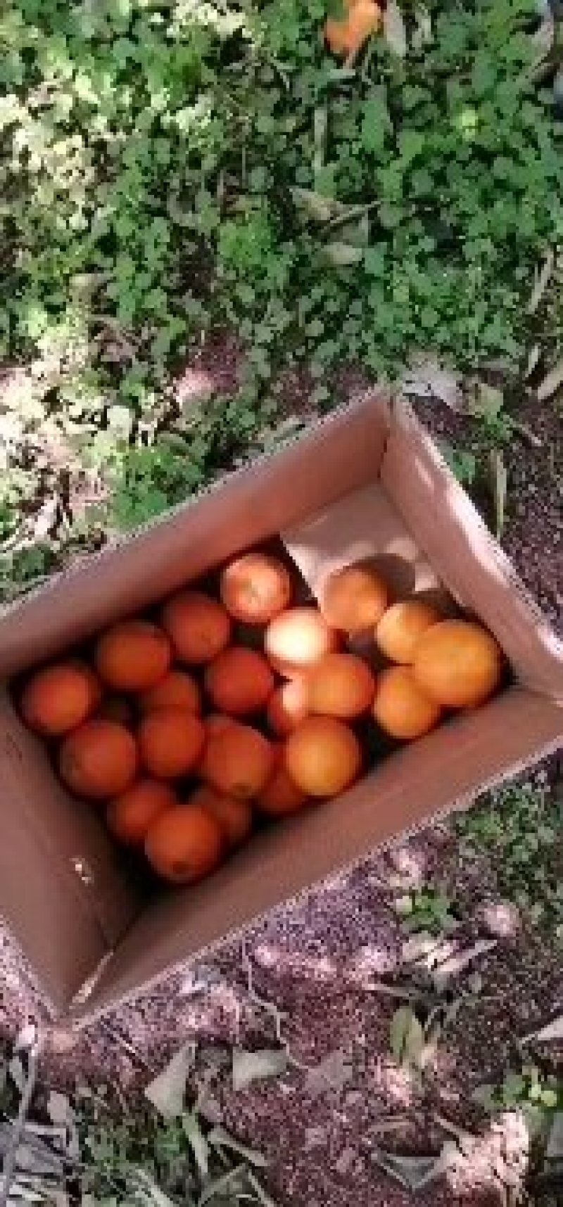奉节脐橙