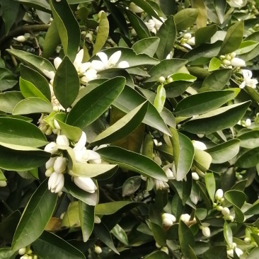 奉节脐橙