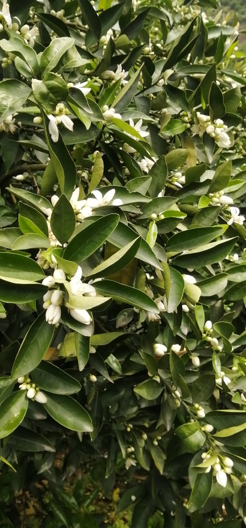 奉节脐橙