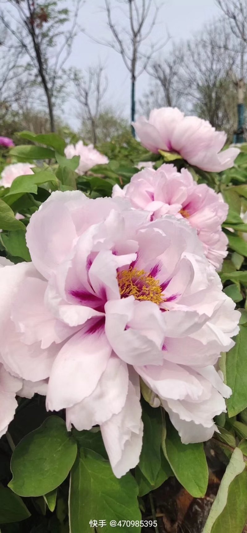 花卉，各种苗木