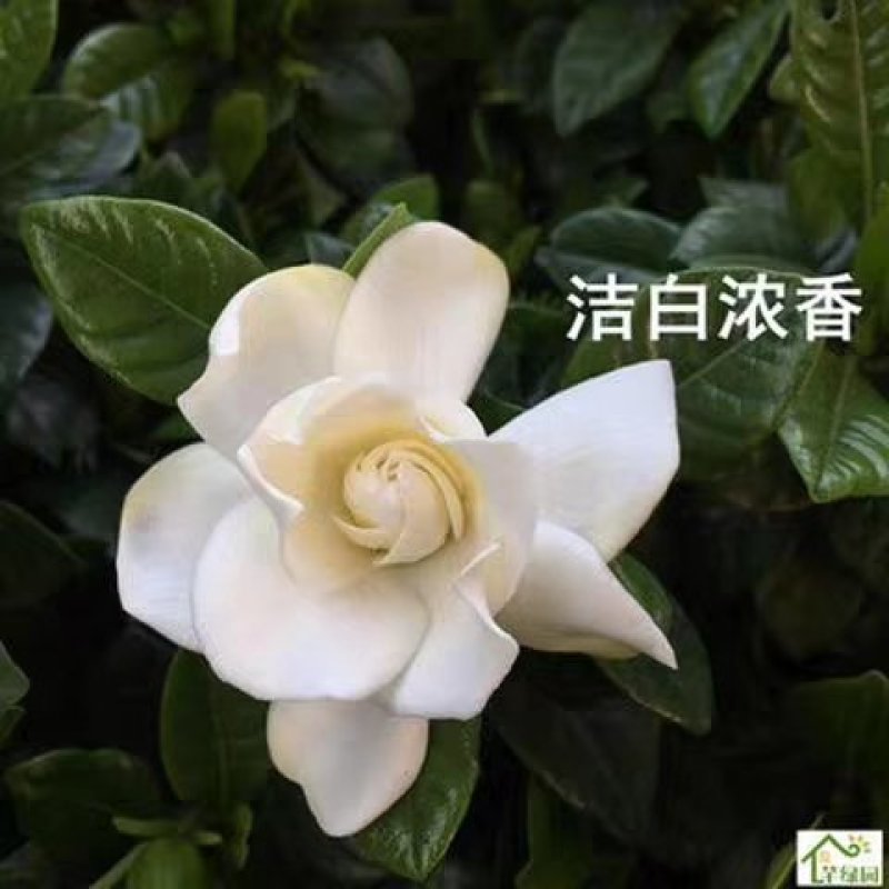 花卉，各种苗木