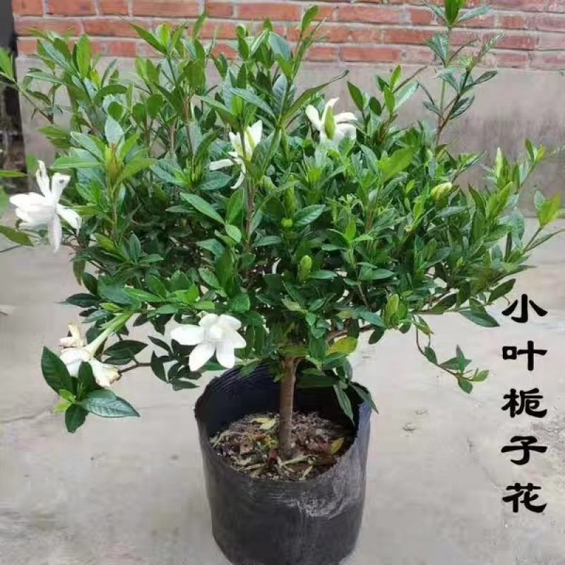 花卉，各种苗木