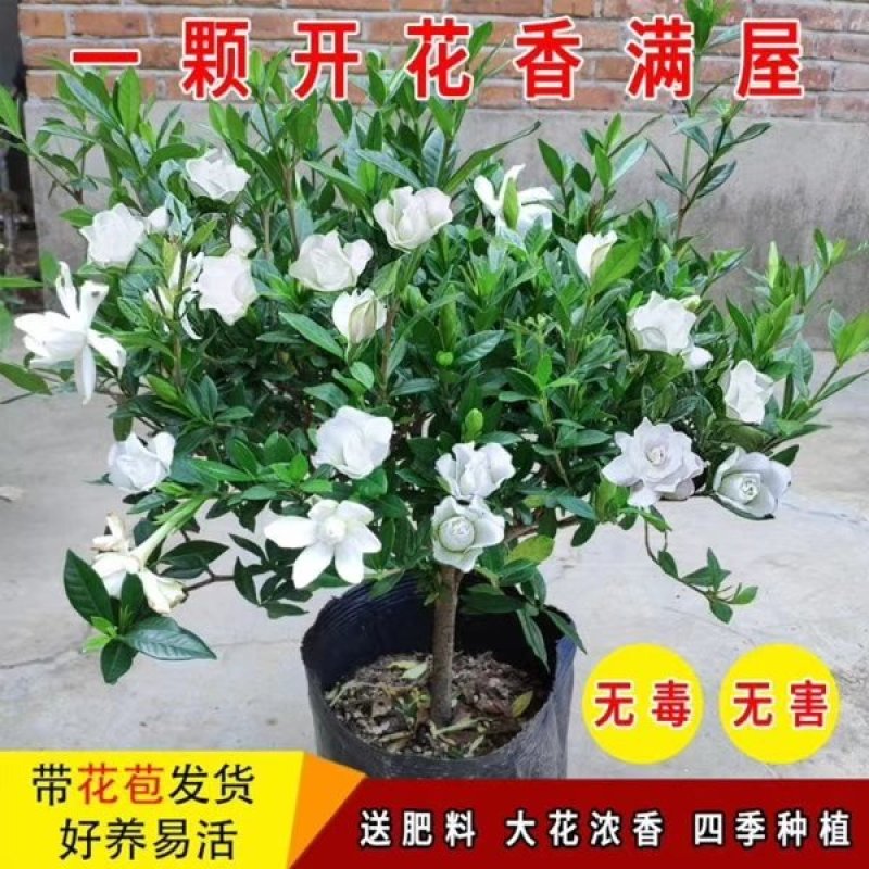 花卉，各种苗木