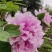 花卉，各种苗木
