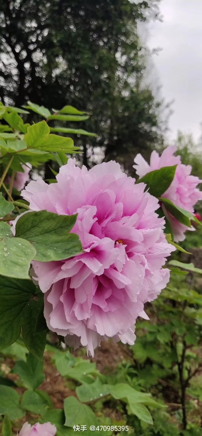 花卉，各种苗木