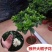 花卉，各种苗木