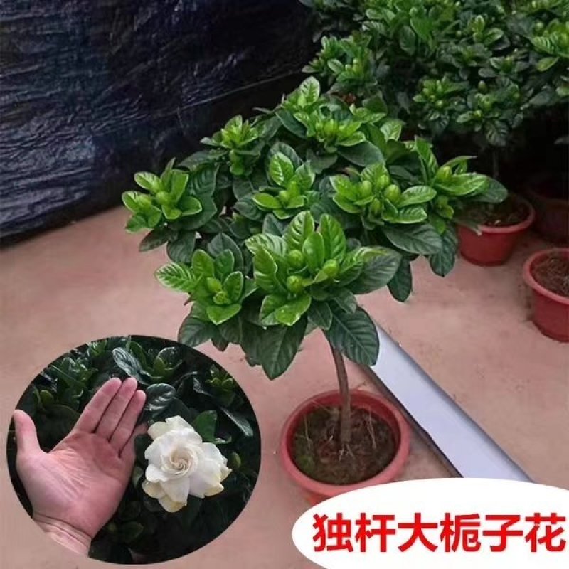 花卉，各种苗木