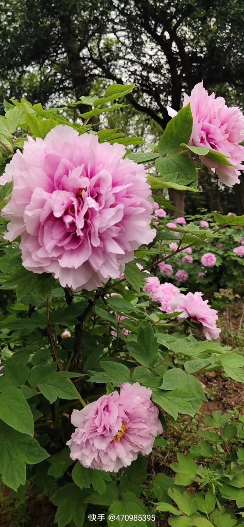 花卉，各种苗木