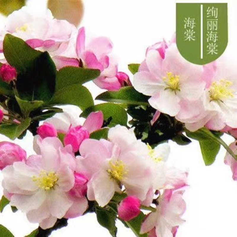 花卉，各种苗木