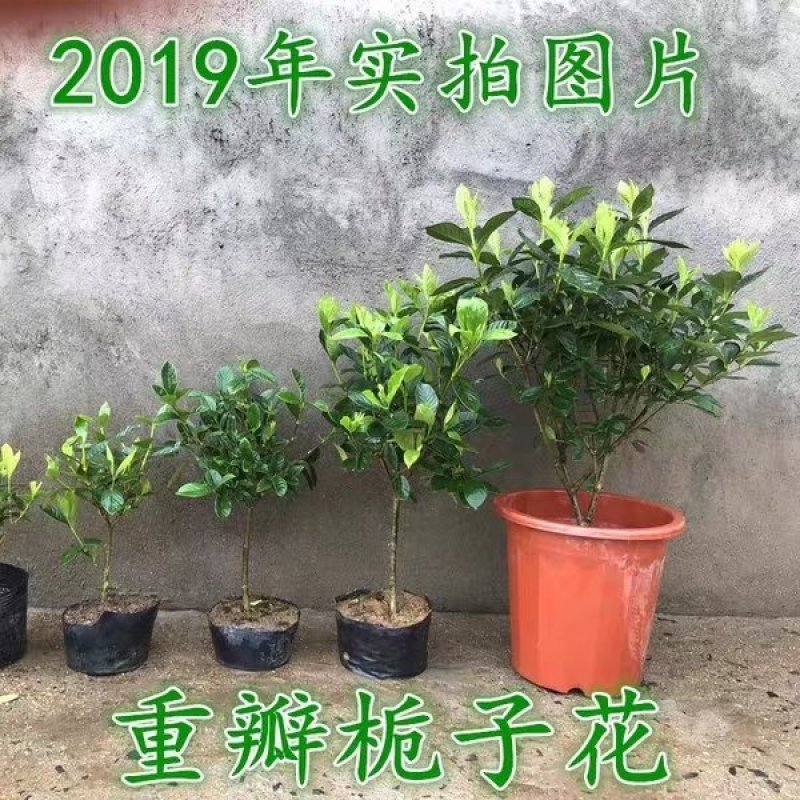 花卉，各种苗木