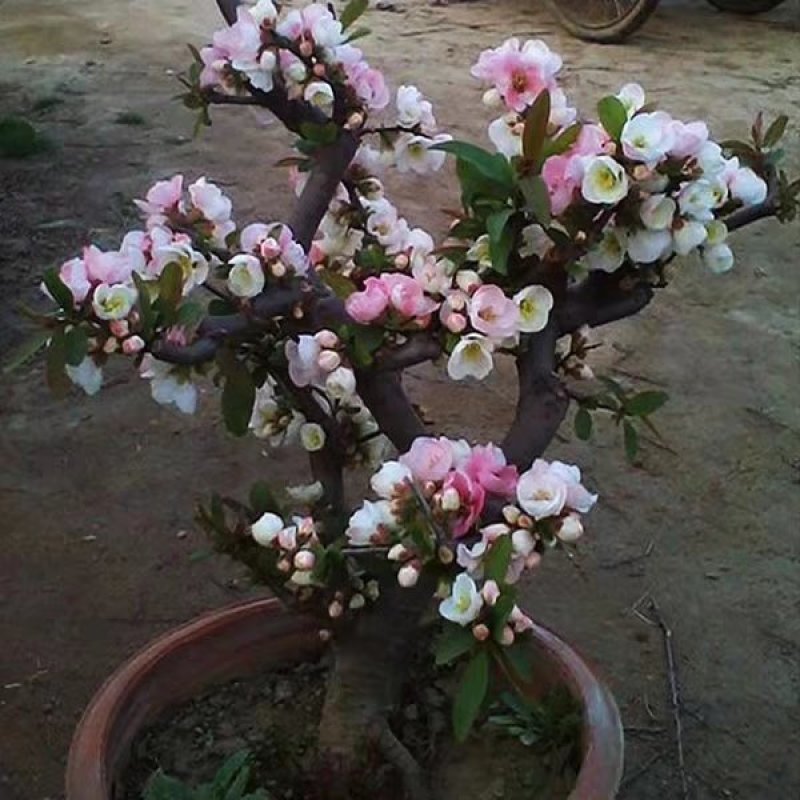 花卉，各种苗木