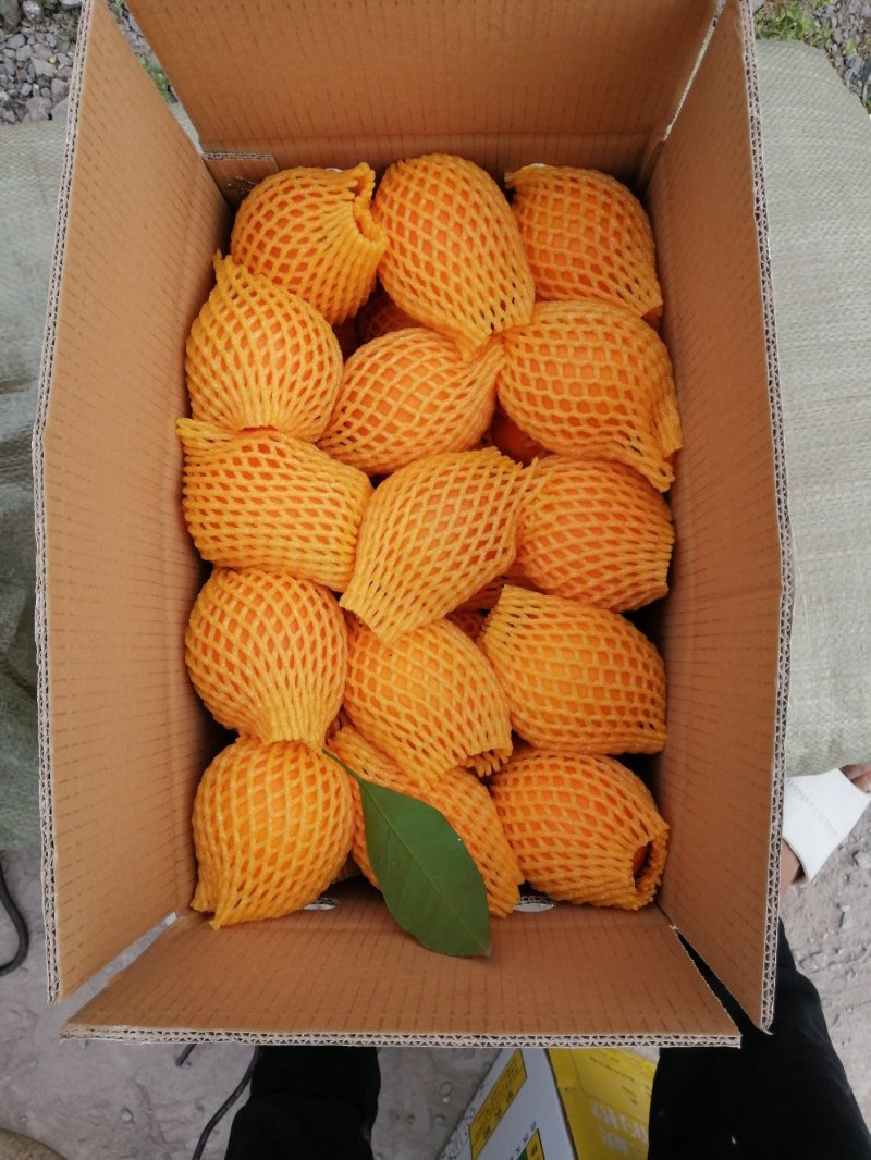 橙子