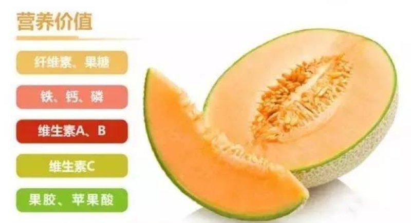 甜瓜/精品晓密25，网纹类型甜瓜，欢迎采购，产地供应商