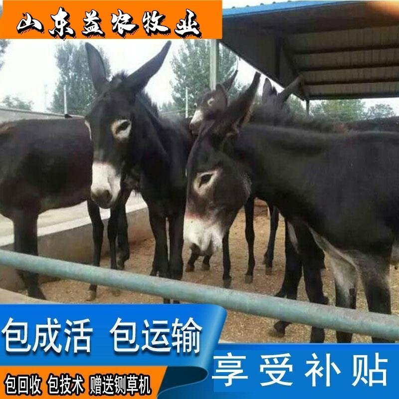 驴苗包成活包回收提供技术服务，负责运输