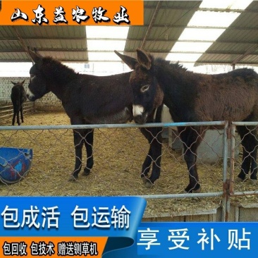 驴苗包成活包回收提供技术服务，负责运输