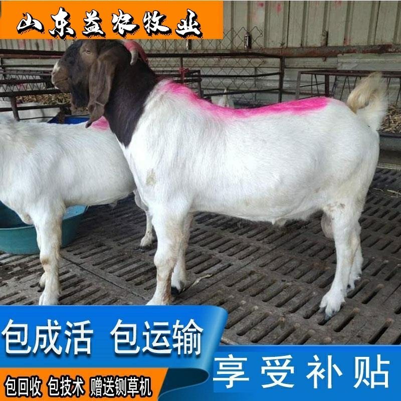 波尔山羊羊羔母羊货到付款包运输包成活包回收