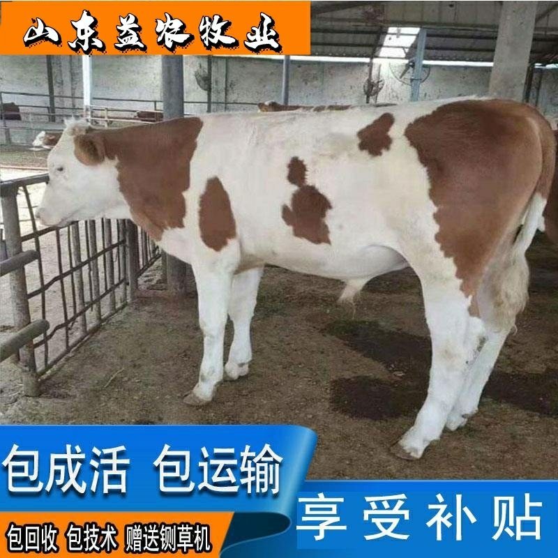西门塔尔牛全国包邮包技术享受补贴赠送铡草机