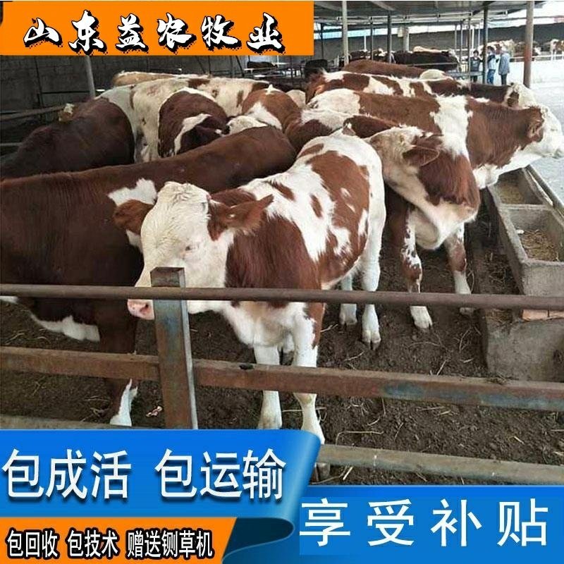 西门塔尔牛全国包邮包技术享受补贴赠送铡草机