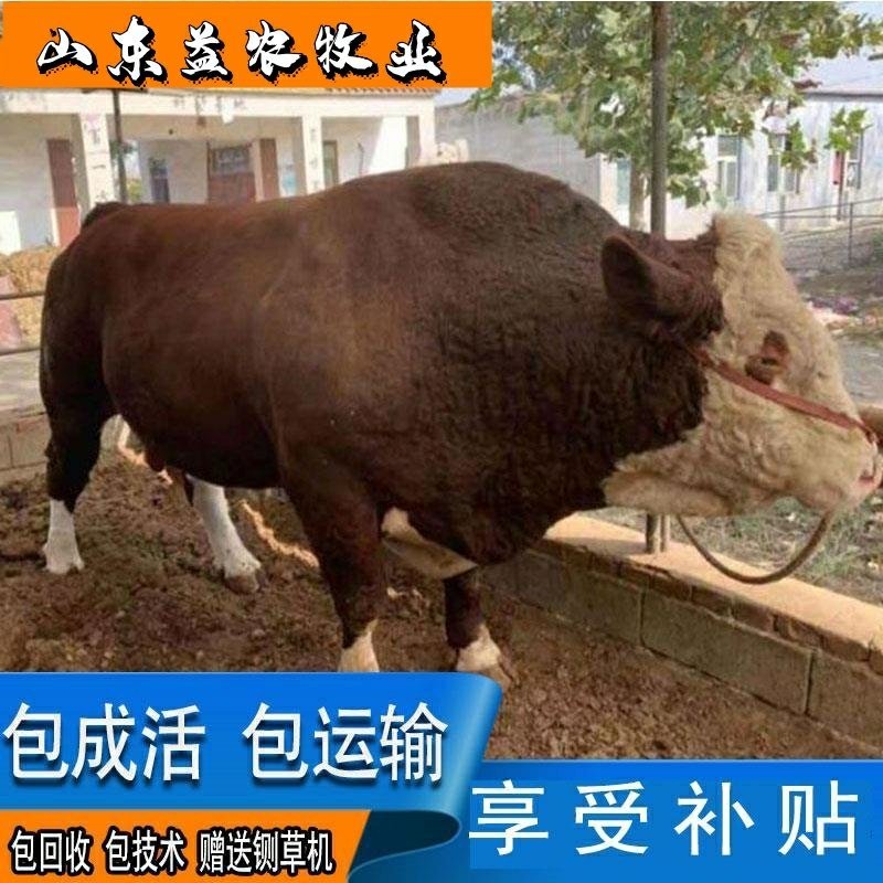 西门塔尔牛全国包邮包技术享受补贴赠送铡草机