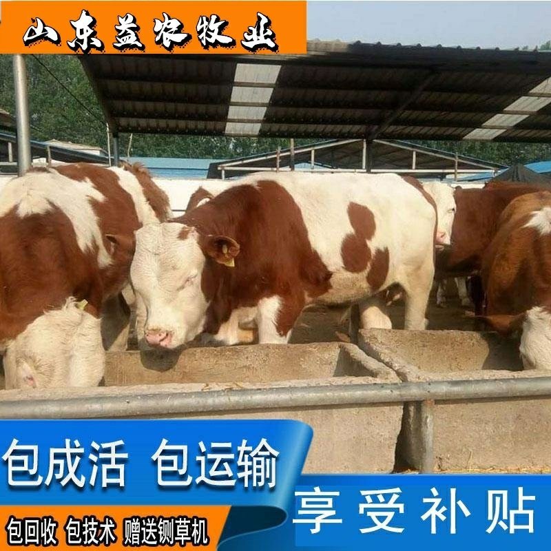 西门塔尔牛全国包邮包技术享受补贴赠送铡草机