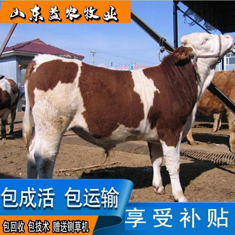 西门塔尔牛全国包邮包技术享受补贴赠送铡草机