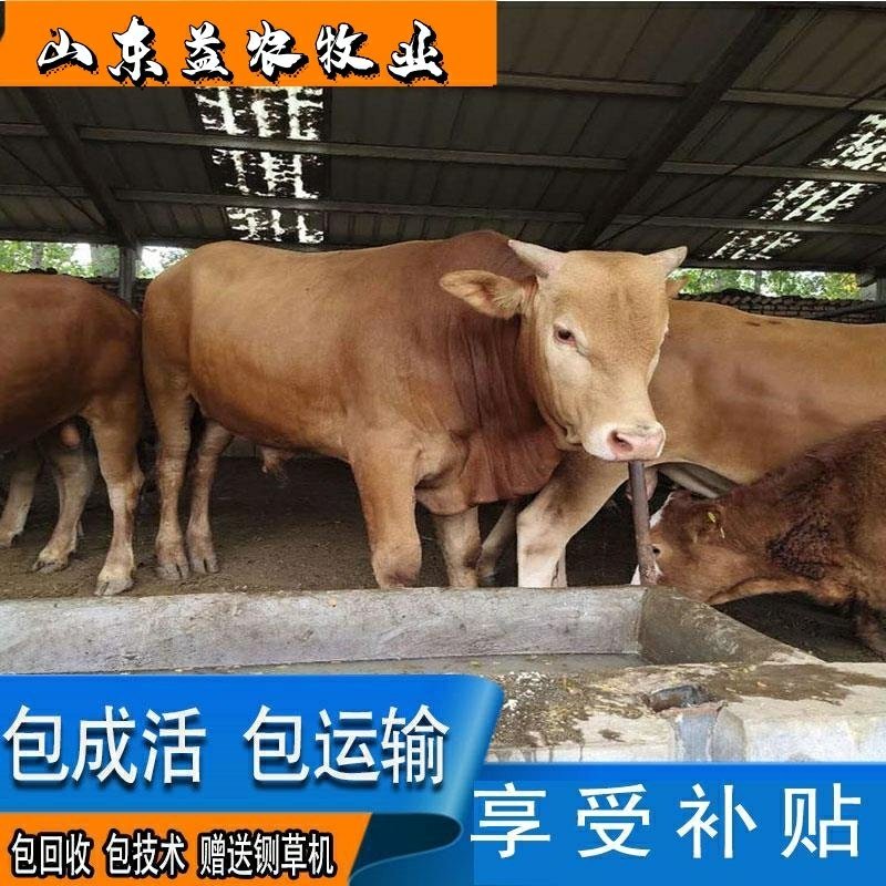 鲁西黄牛货到付款包成活包回收包技术赠送铡草机