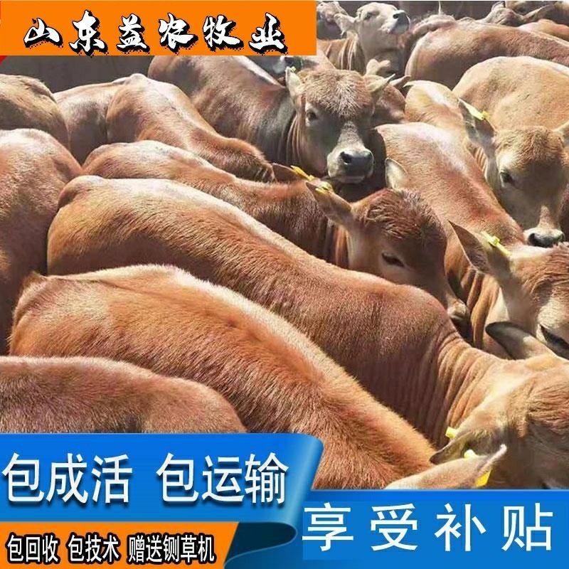 鲁西黄牛货到付款包成活包回收包技术赠送铡草机