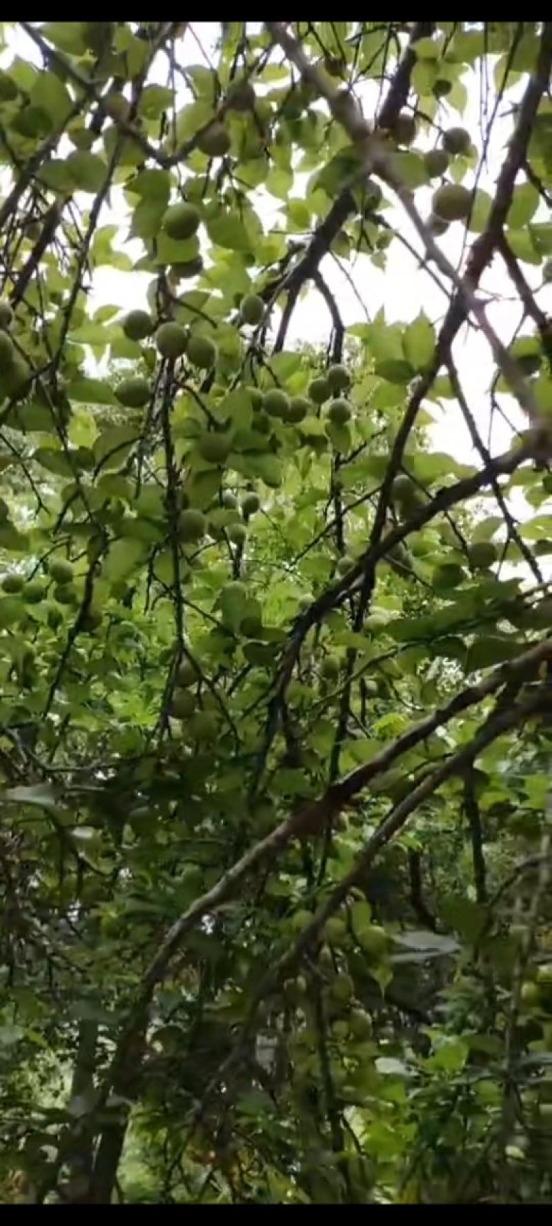 永泰梧桐优质新鲜季节性《青梅》水果，可代办，自产自销。