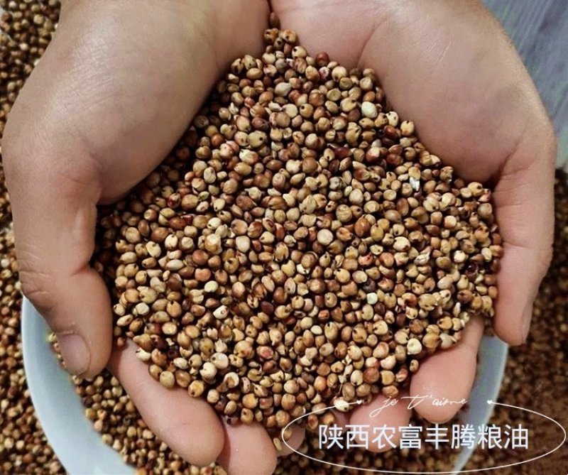 陕西榆林精品高粱，产地直销、可视频看货