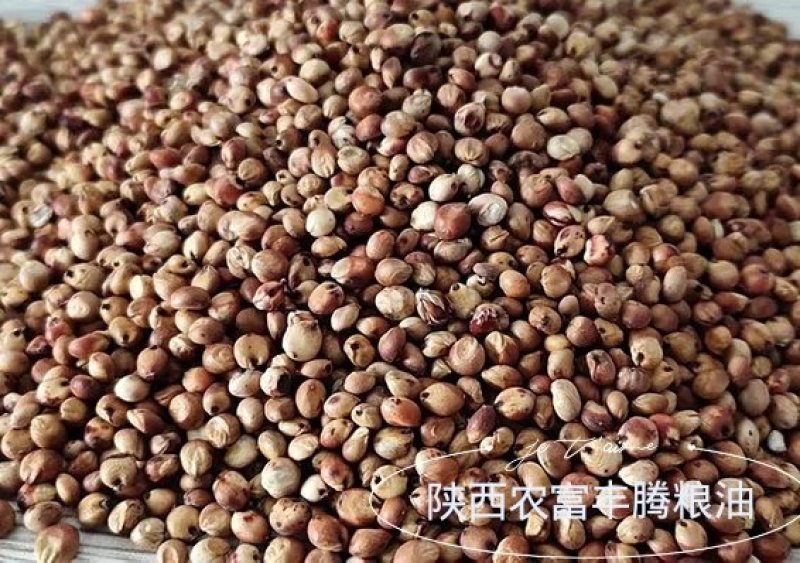 陕西榆林精品高粱，产地直销、可视频看货