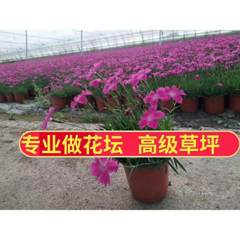 欧石竹小盆栽耐寒地被绿植庭院草坪四季开花不死花卉花期长