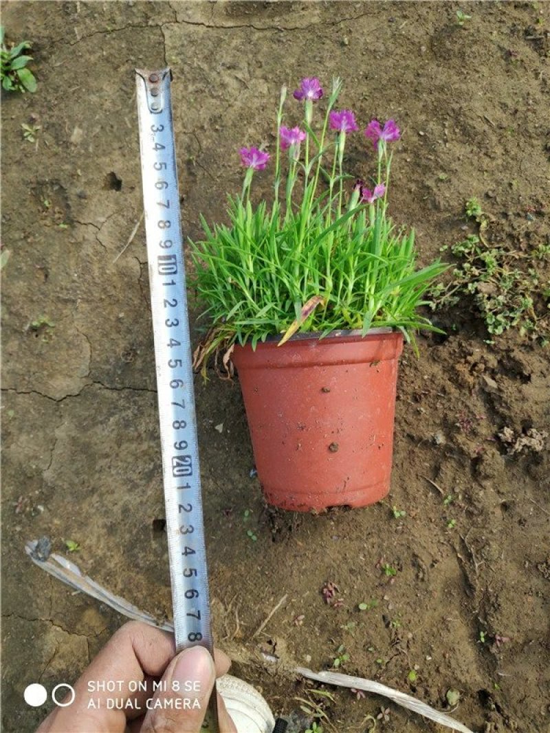 欧石竹小盆栽耐寒地被绿植庭院草坪四季开花不死花卉花期长