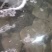 多宝鱼
