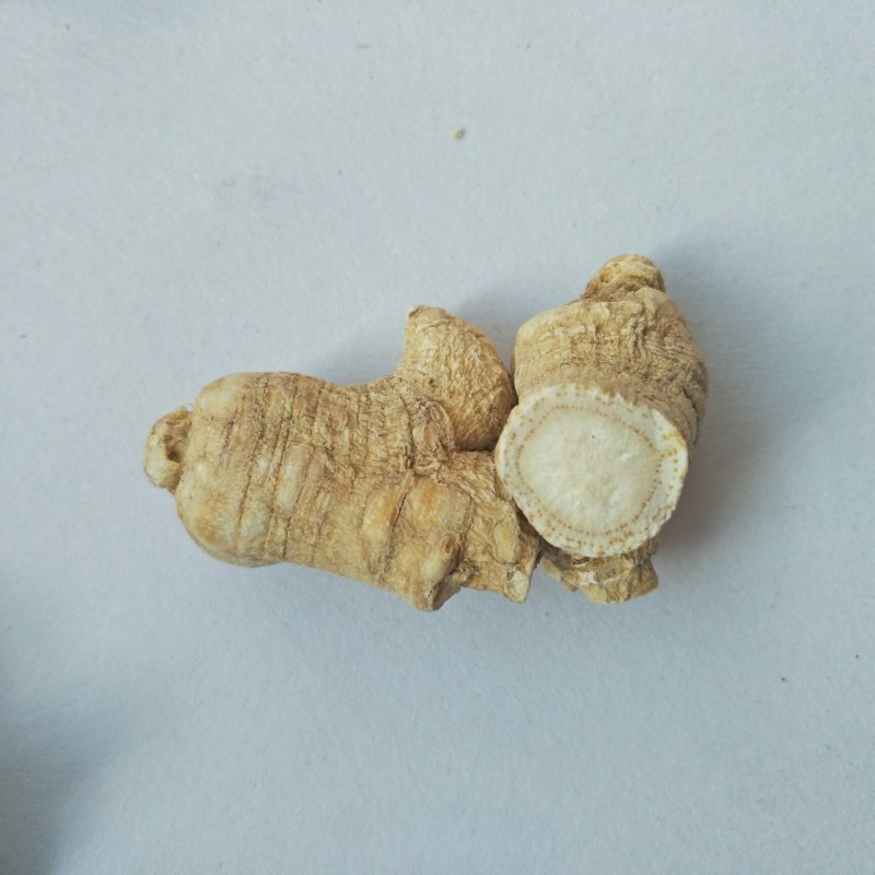 西洋参粒头花旗参粒头产地销售5年颗颗精选包邮