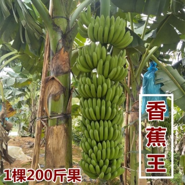 新品种水果苗香蕉树苗B6矮化蕉树苗红香蕉树苗皇帝蕉树苗