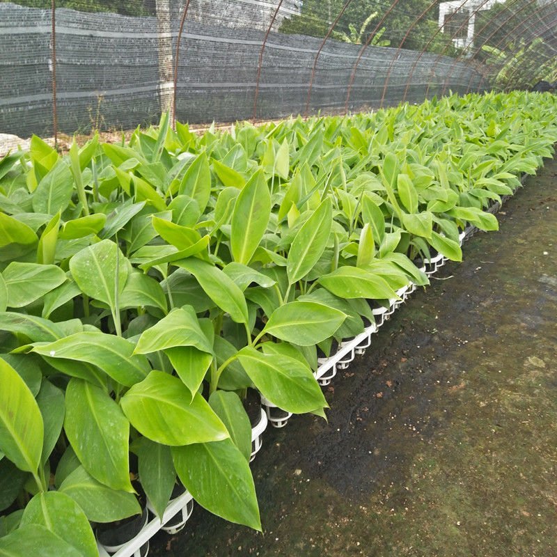 新品种水果苗香蕉树苗B6矮化蕉树苗红香蕉树苗皇帝蕉树苗
