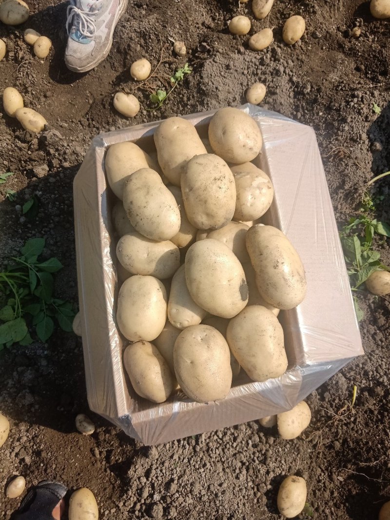 土豆大量上市