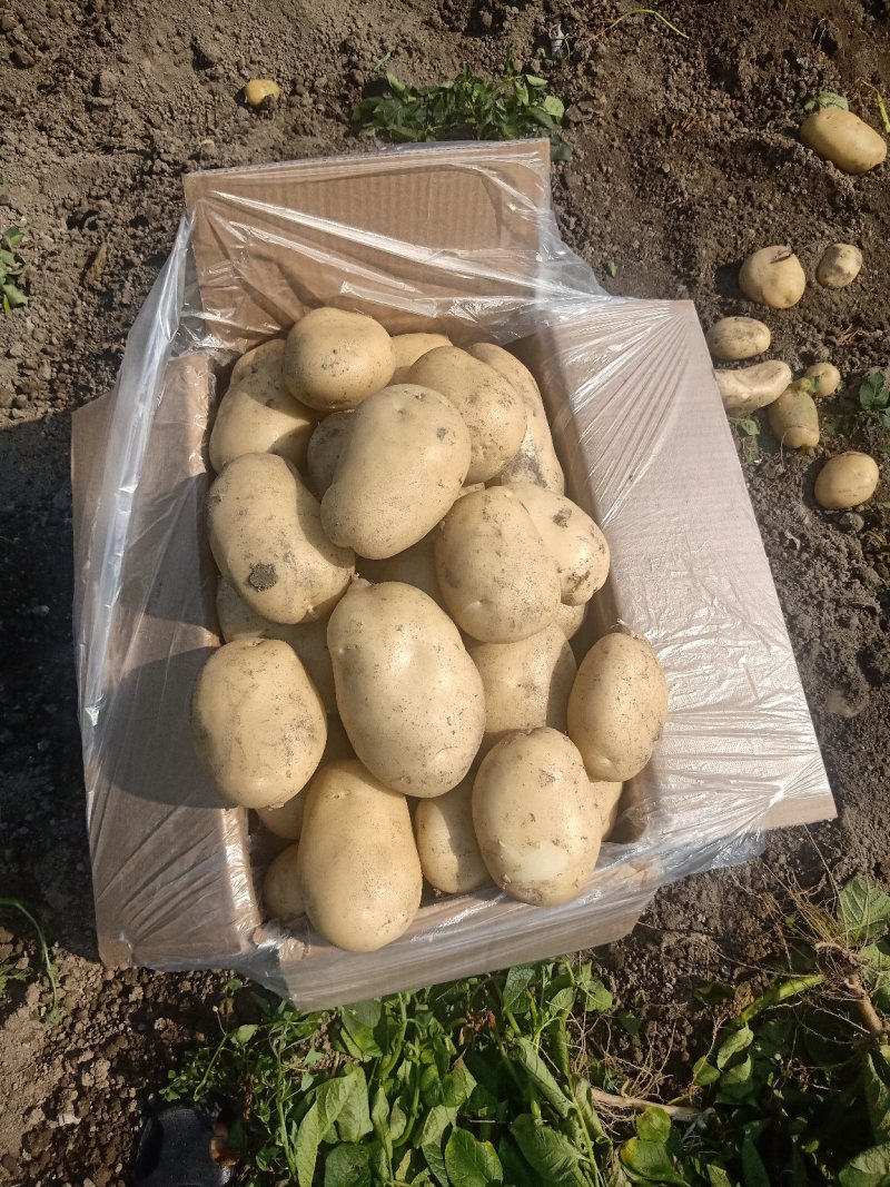 土豆大量上市