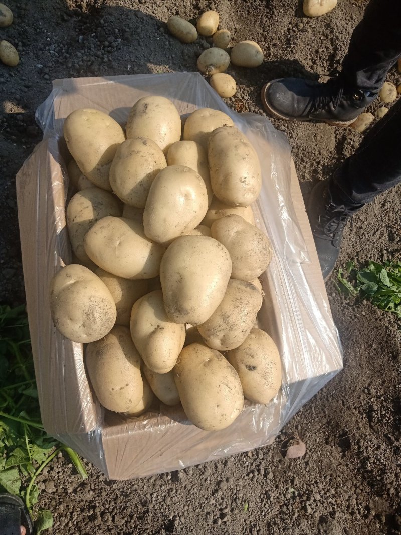 土豆大量上市