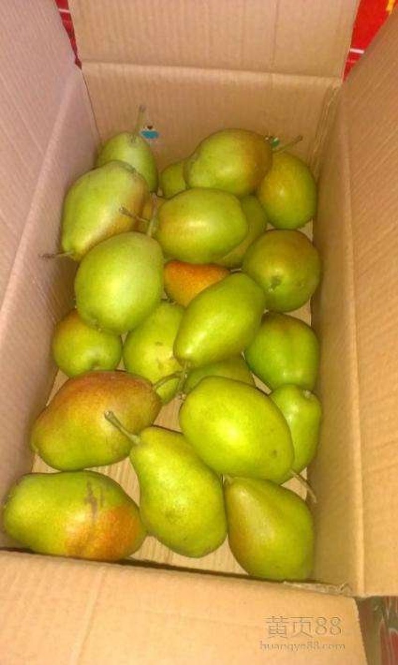 【牛商推荐】红香酥梨鲜嫩多汁香甜脆爽产地直发商超品质