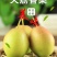 【牛商推荐】红香酥梨鲜嫩多汁香甜脆爽产地直发商超品质