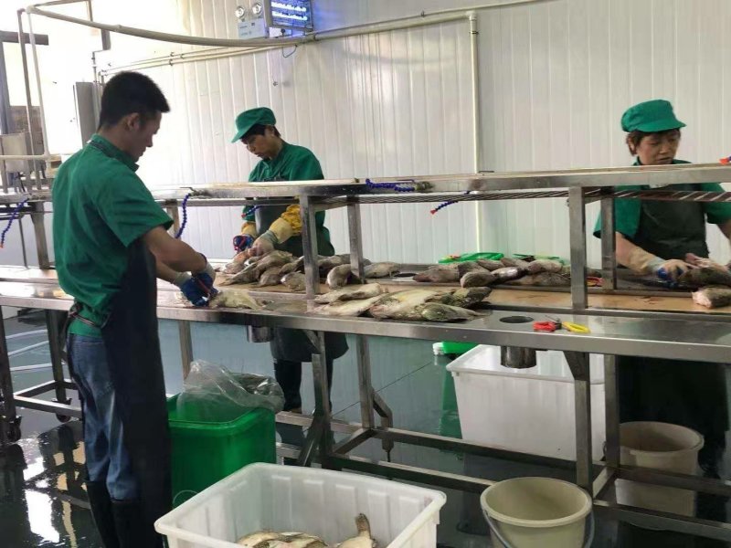 臭鳜鱼黄山特产去磷去鳃净膛真空包装泡沫箱冰袋保鲜快递