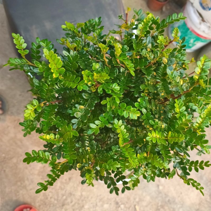 清香木