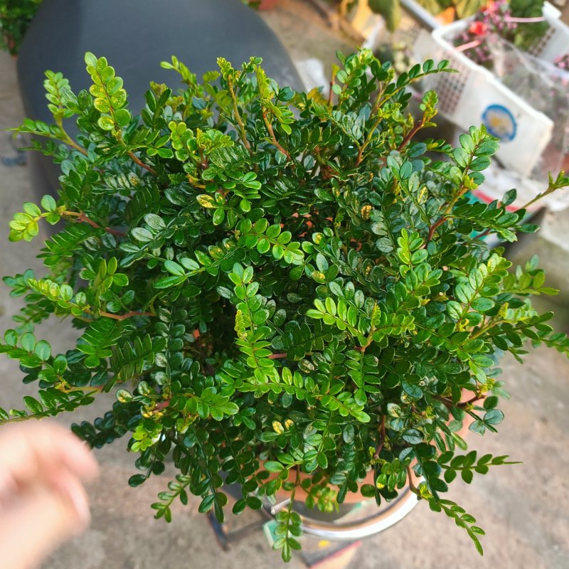 清香木