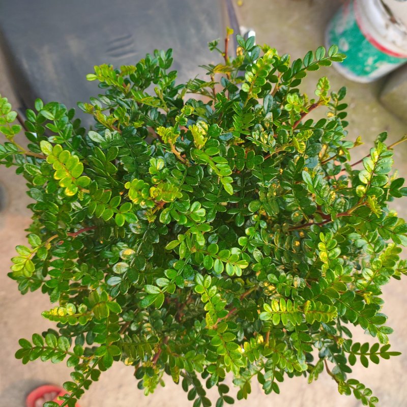 清香木