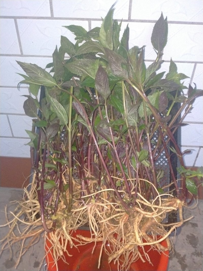 蜘蛛果苗，红果参苗，新型果树奇特水果，欢迎你！