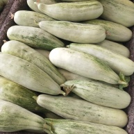 羊角蜜甜瓜山东甜瓜承接电商支持全国发货